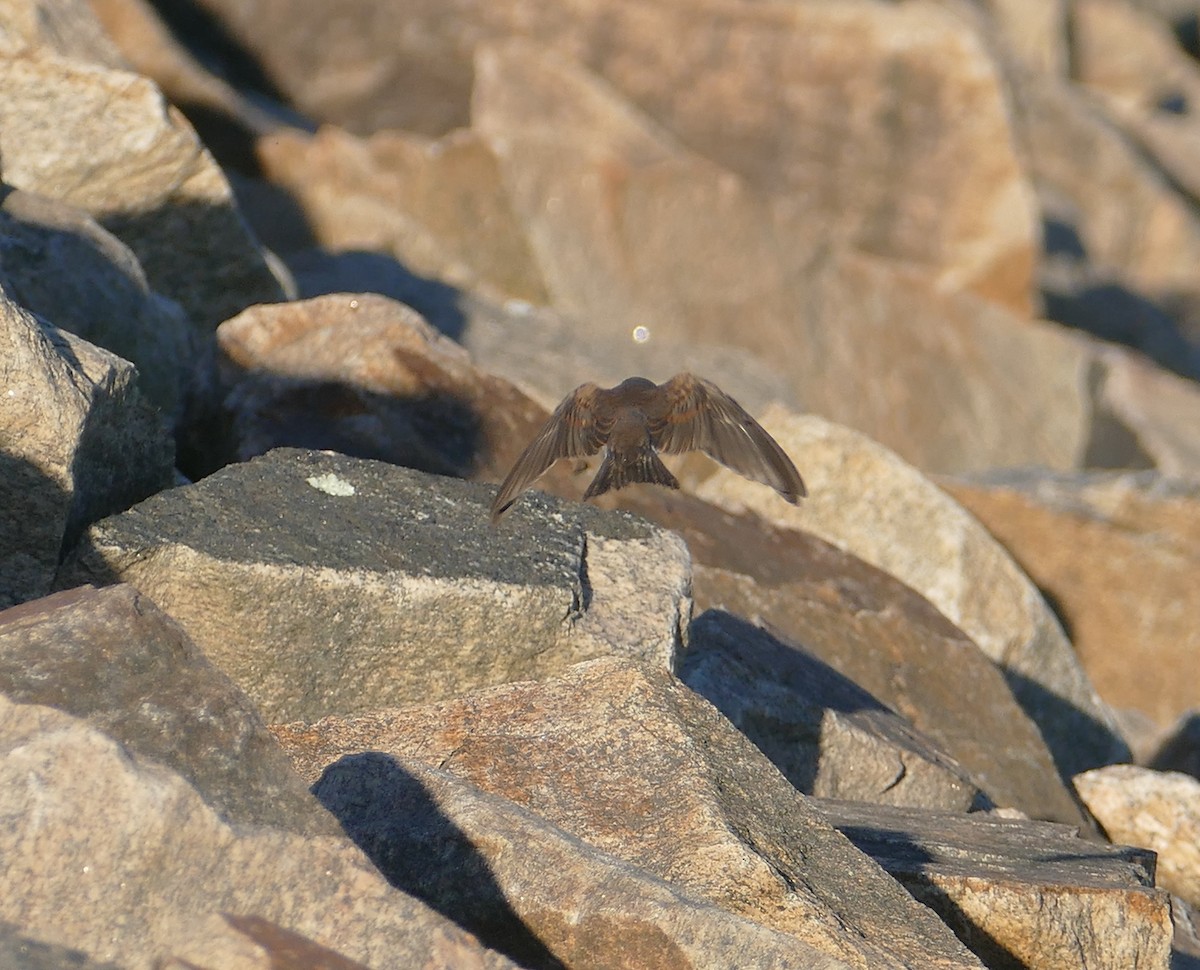 Northern Rough-winged Swallow - ML314802971