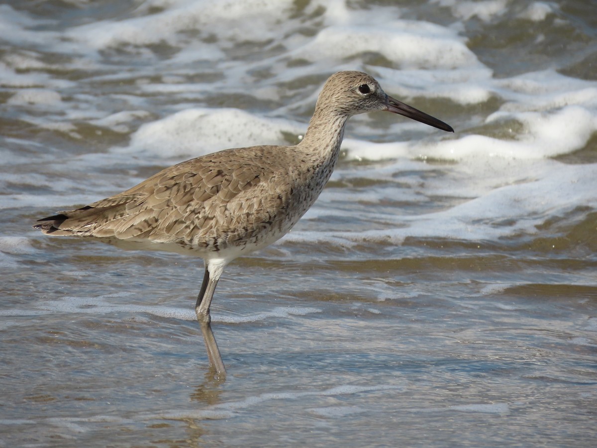 Willet - Alfonso Auerbach