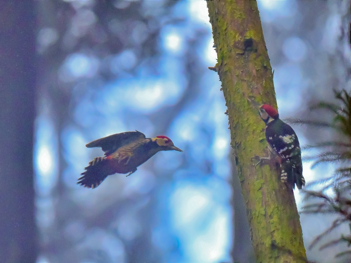 White-backed Woodpecker - ML314807071