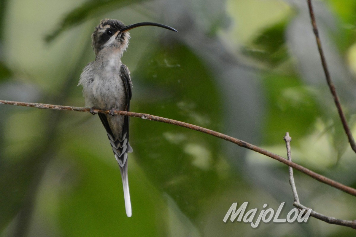 Long-billed Hermit - Maria Jose Lou