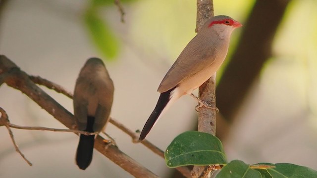 Black-rumped Waxbill - ML314807861