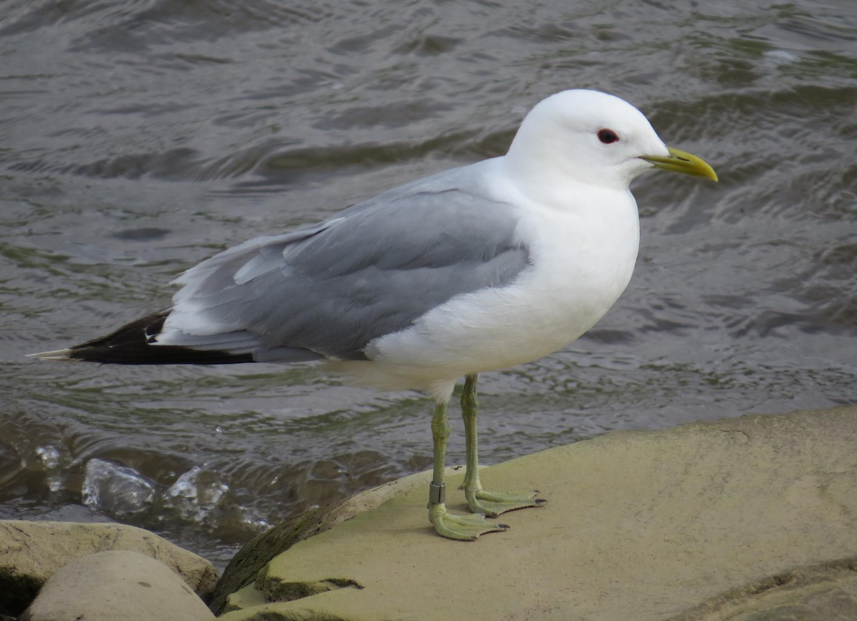 Common Gull - ML31481011