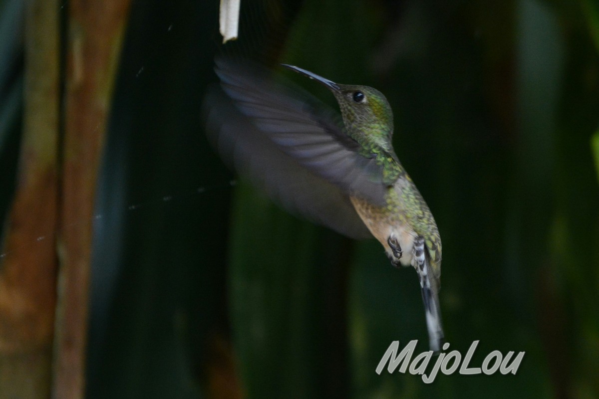 Schuppenbrustkolibri - ML31481121