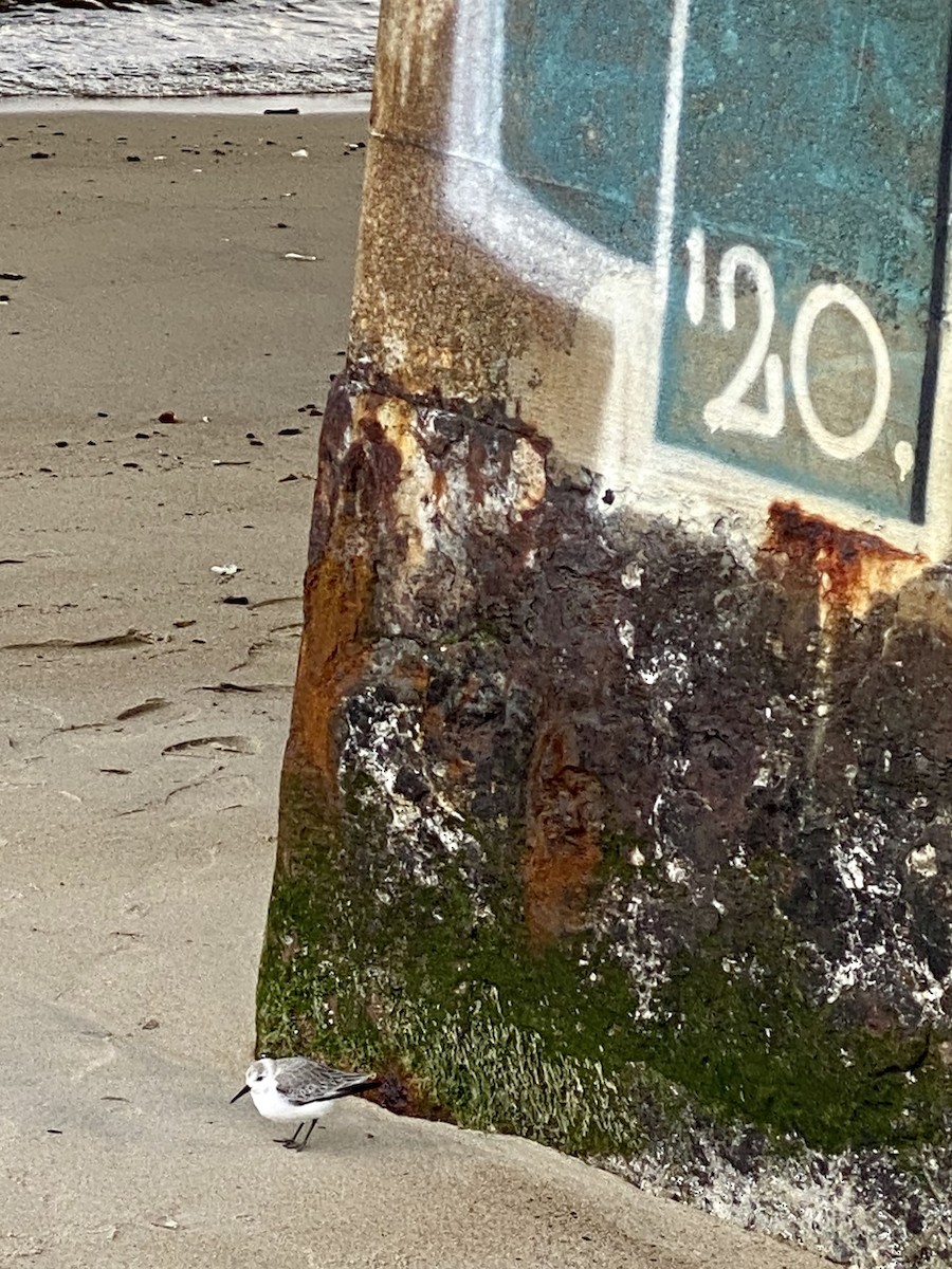 Bécasseau sanderling - ML314813231