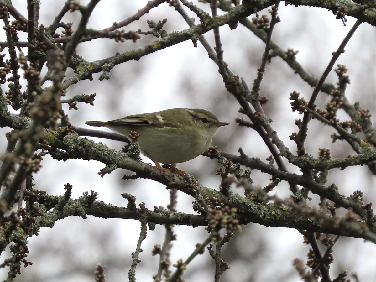 Yellow-browed Warbler - David Campbell