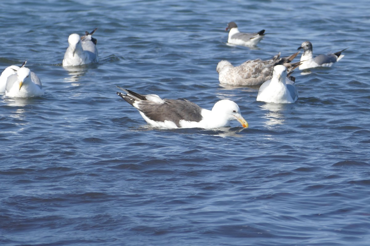 Great Black-backed Gull - Nancy Houlihan