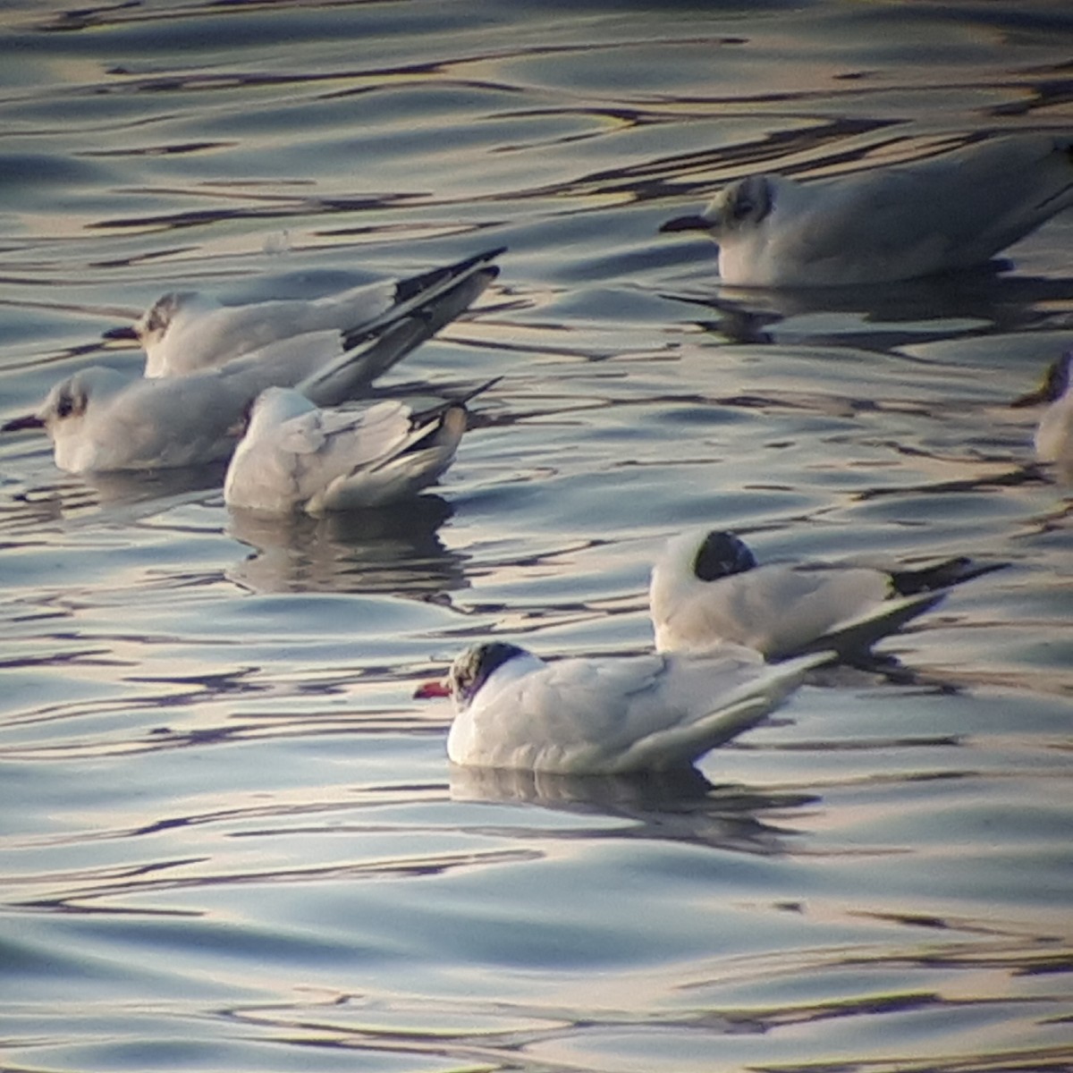 Mediterranean Gull - ML314816621