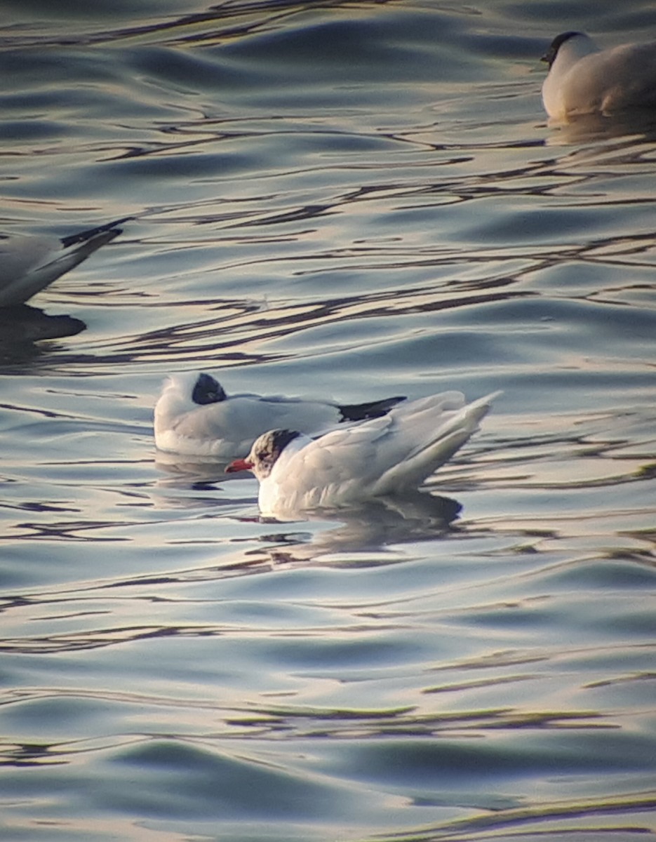 Gaviota Cabecinegra - ML314816641