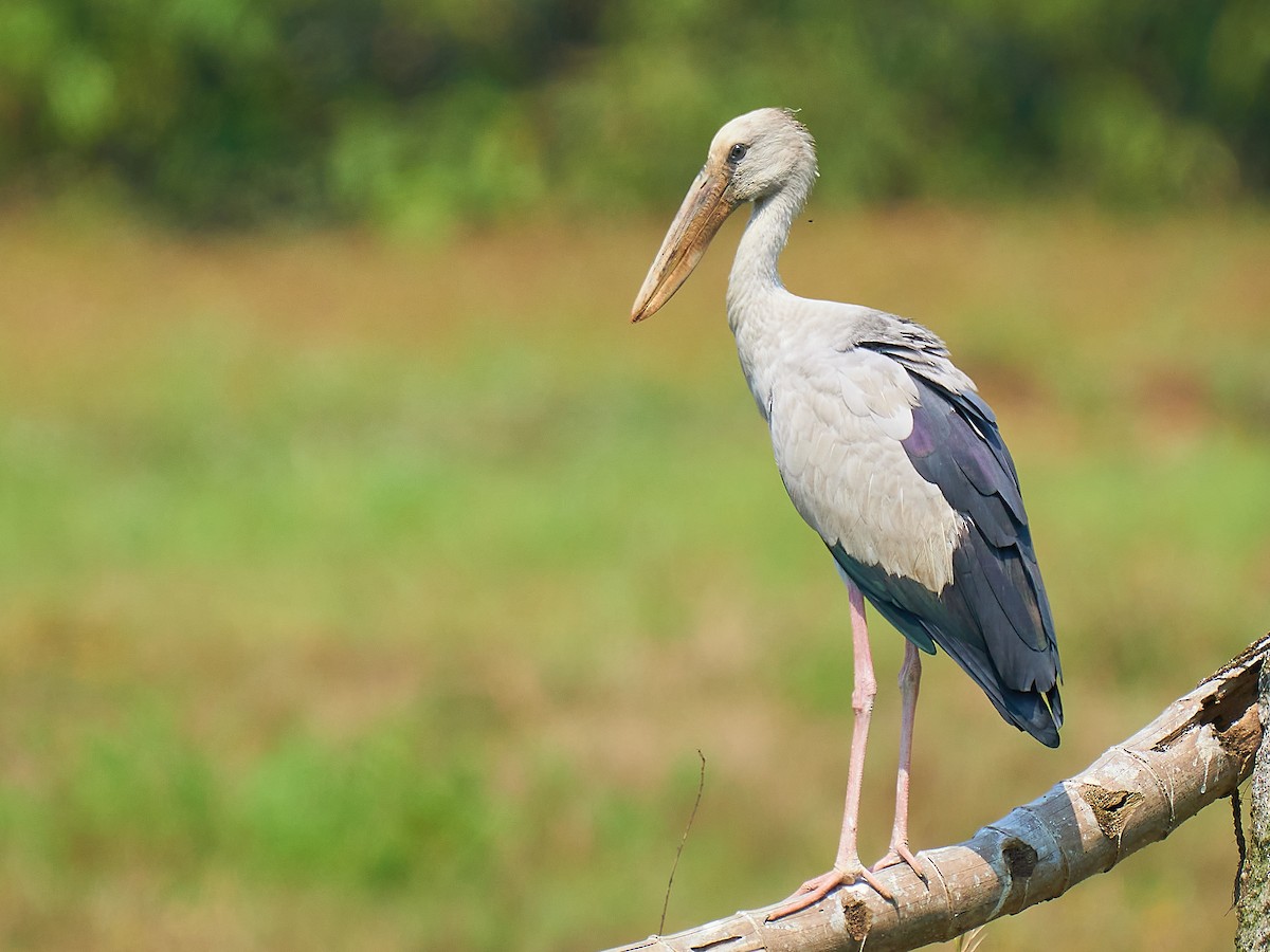 Asian Openbill - ML314817981