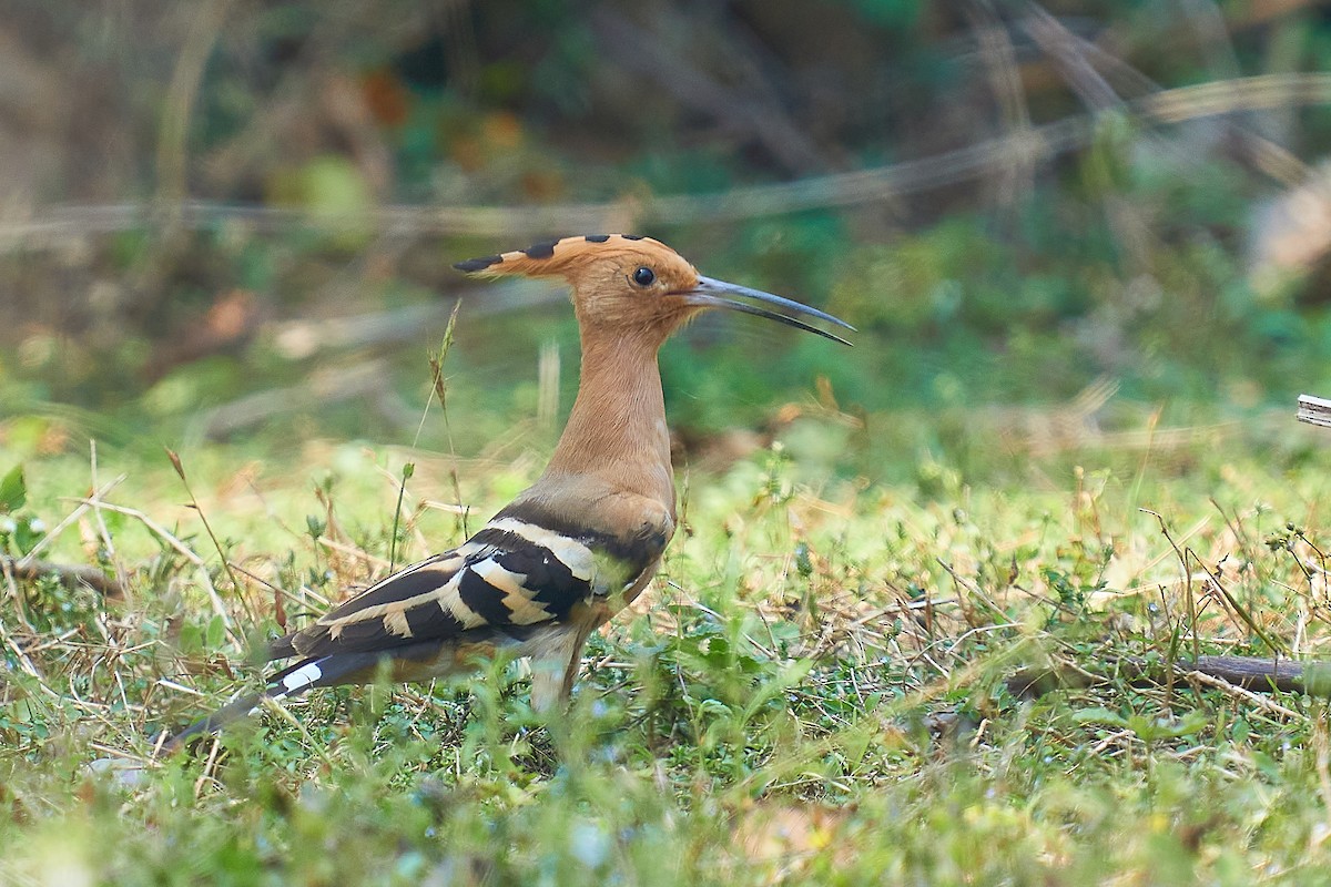 Eurasian Hoopoe - ML314818021