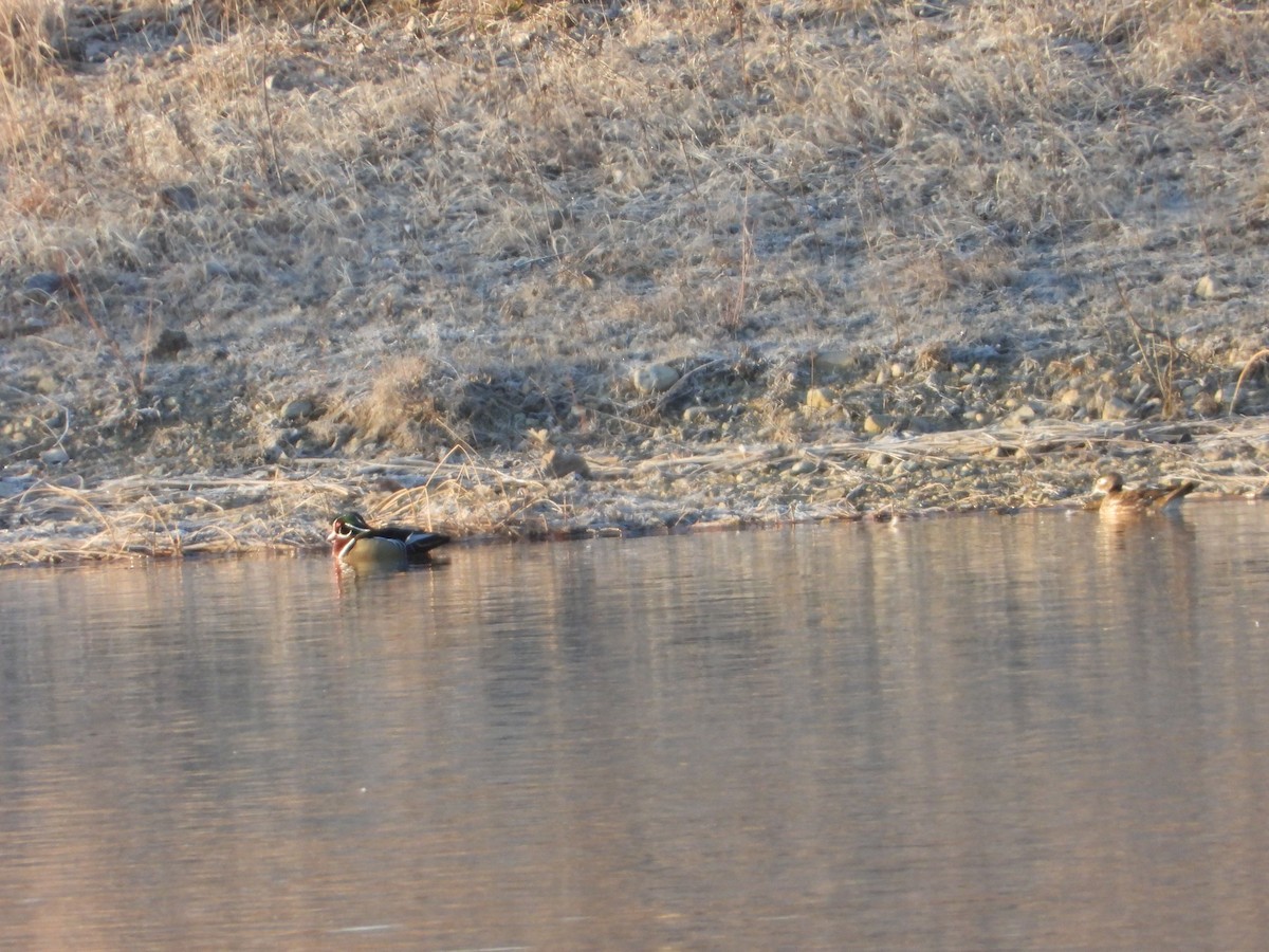 Wood Duck - ML314818851