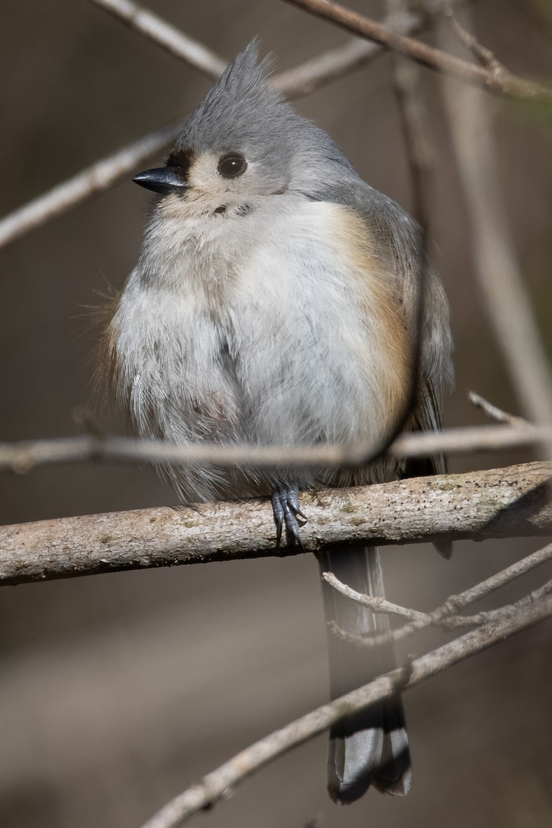 Tufted Titmouse - ML314819721