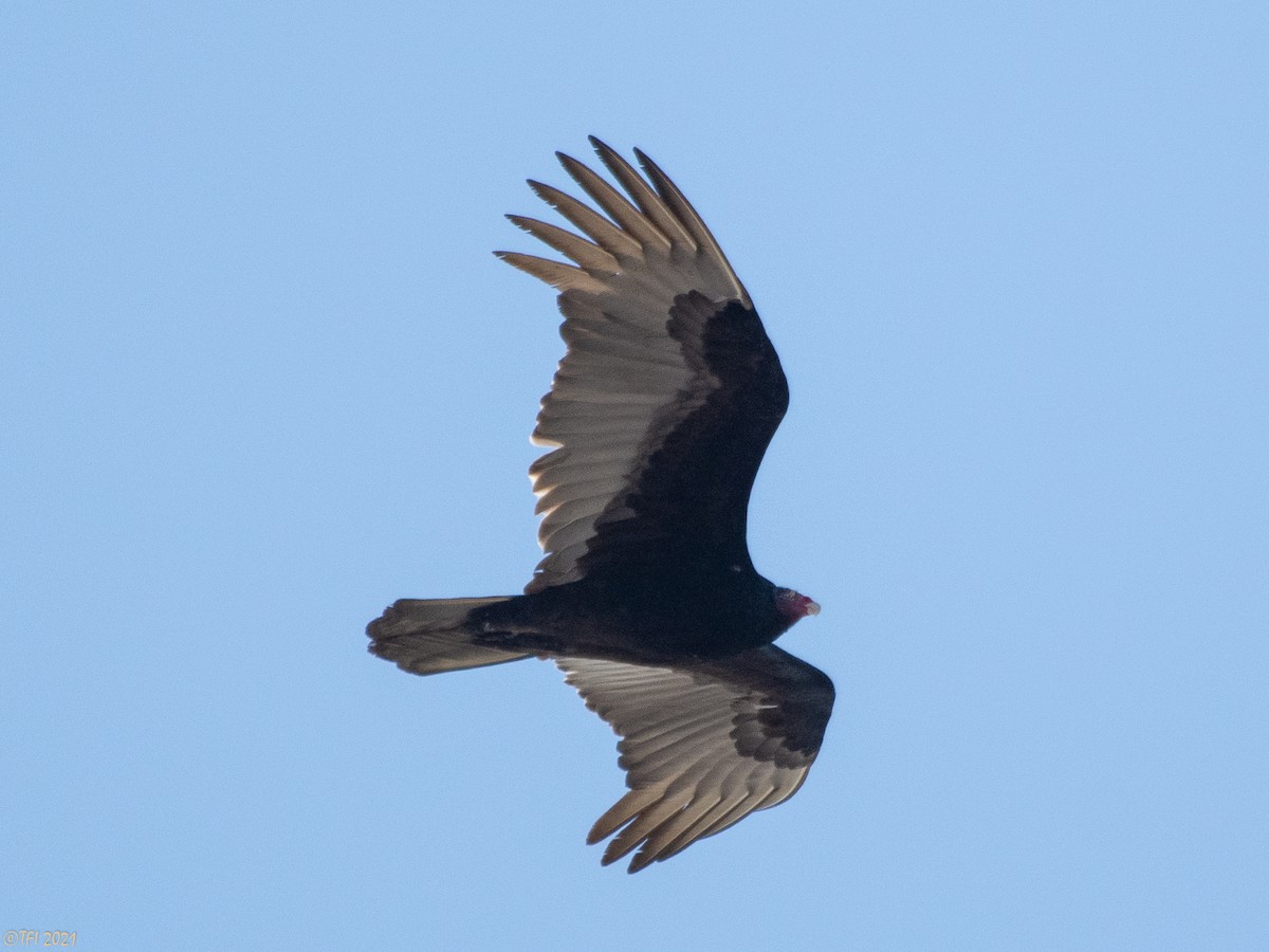 Turkey Vulture - ML314820401