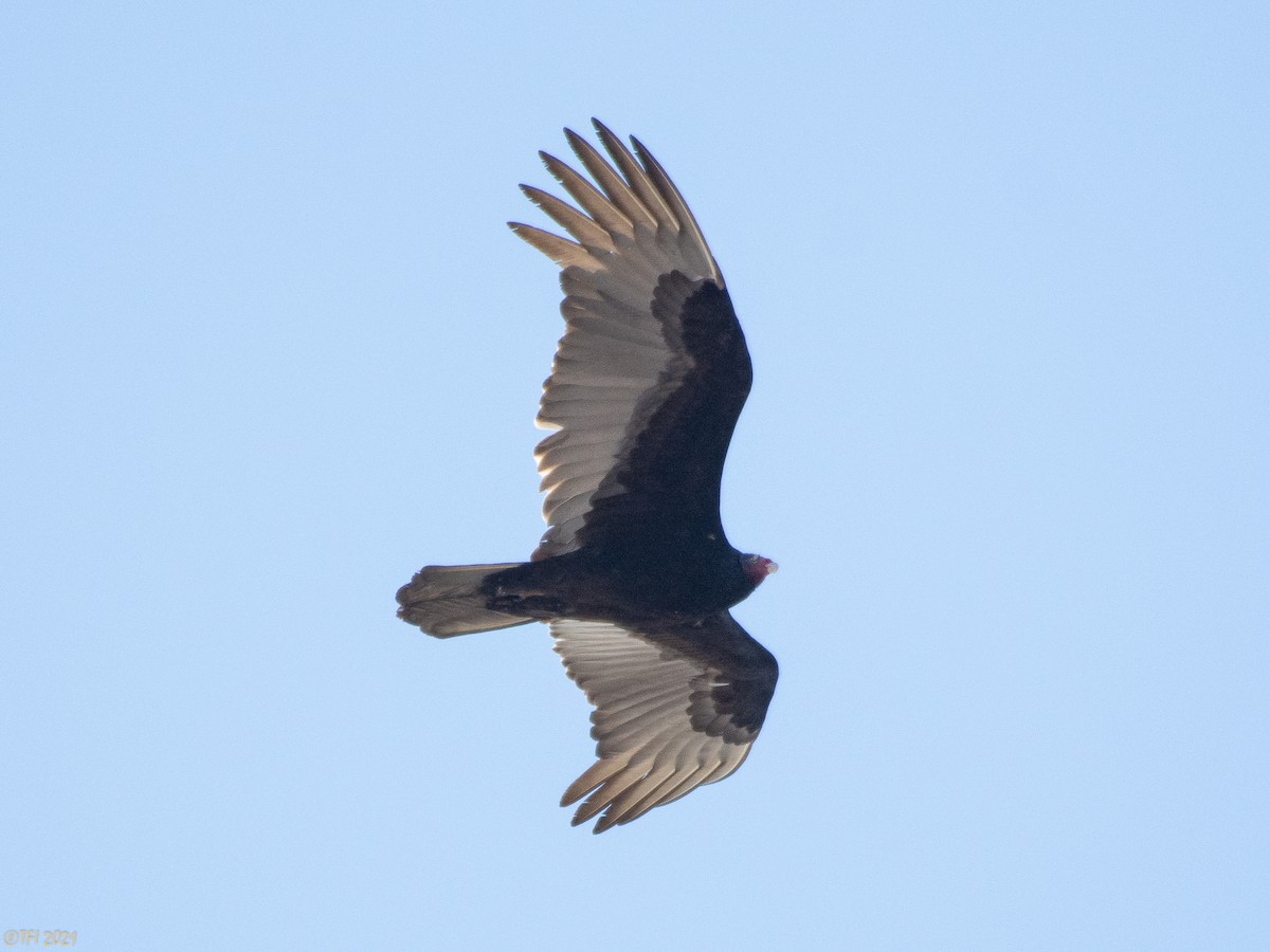 Turkey Vulture - ML314820451