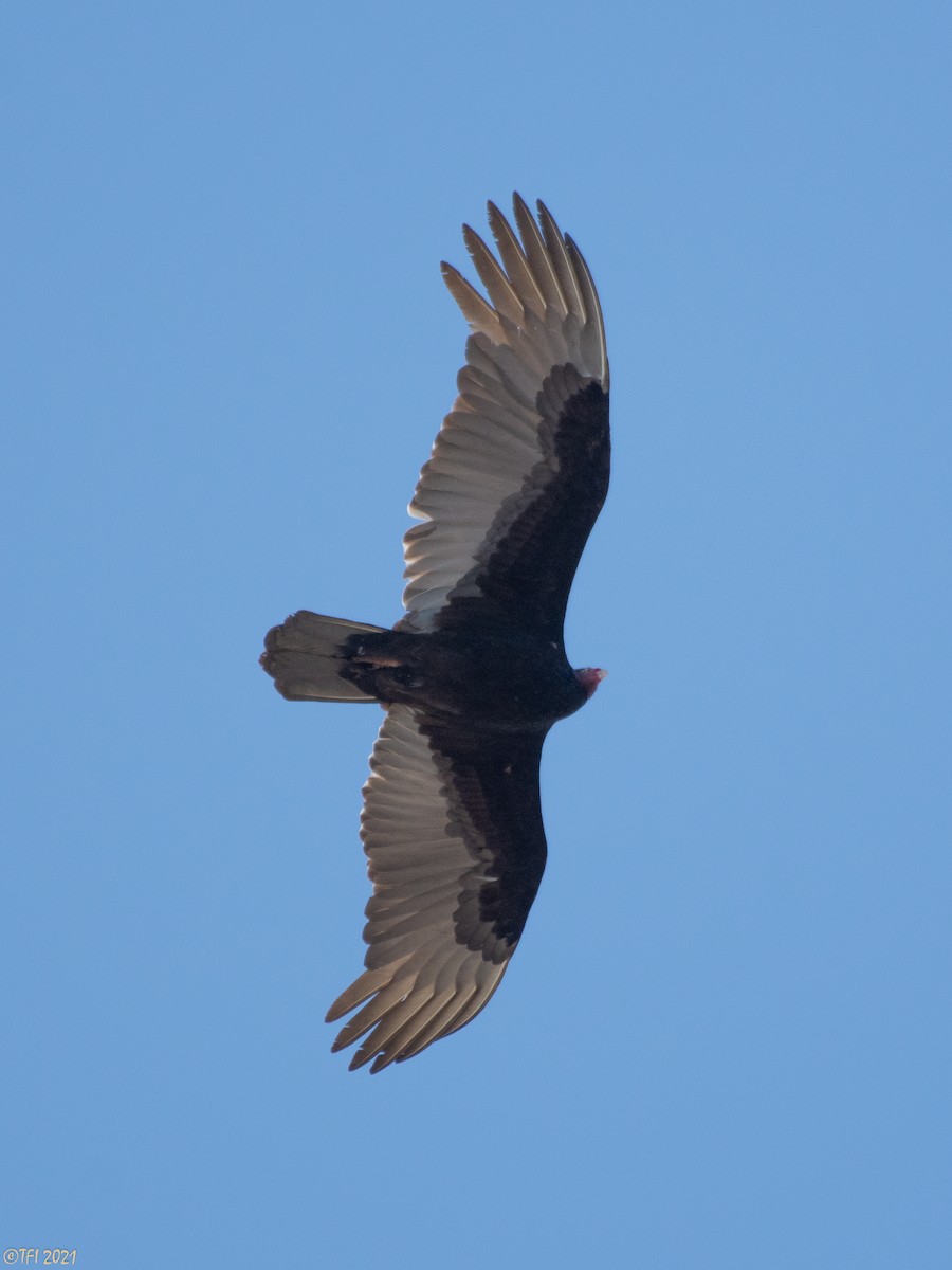 Turkey Vulture - ML314820471