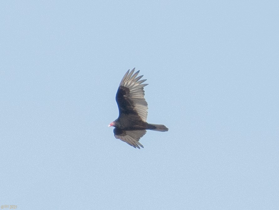 Turkey Vulture - ML314820501