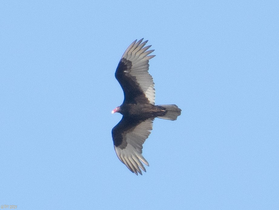 Turkey Vulture - ML314820601