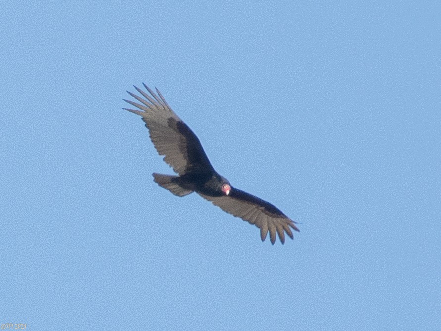 Turkey Vulture - ML314820611