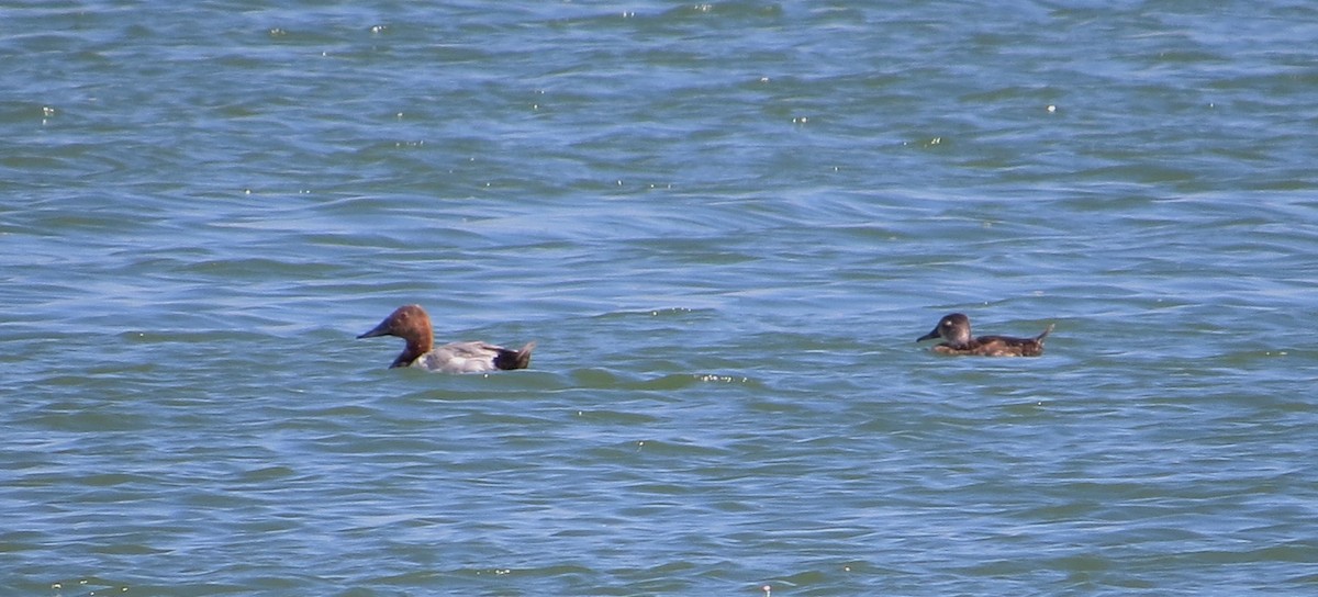 Canvasback - ML31482091