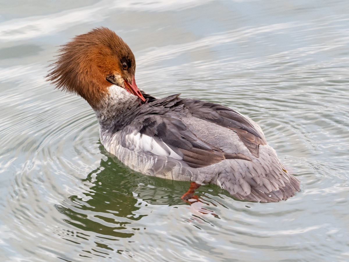 Common Merganser - John Tebbet