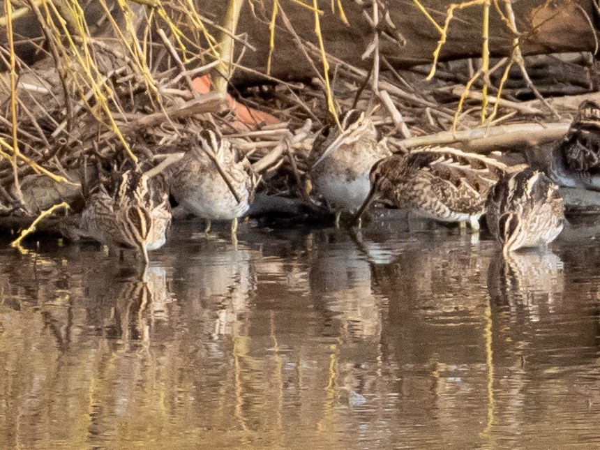 Common Snipe - ML314821471