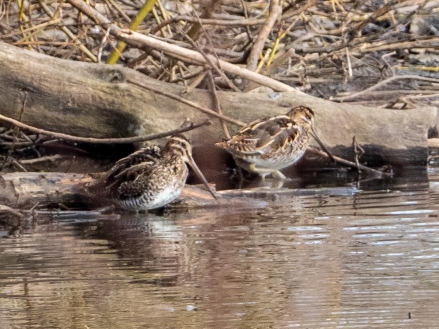 Common Snipe - ML314821491