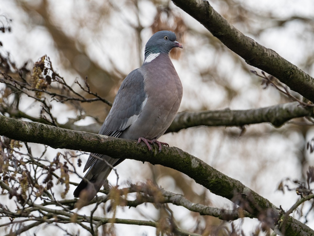 Common Wood-Pigeon - John Tebbet