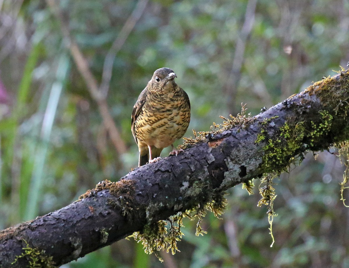 Sri Lanka Thrush - ML314822631