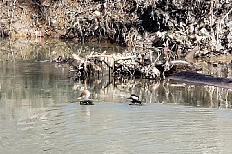 Hooded Merganser - ML314824291