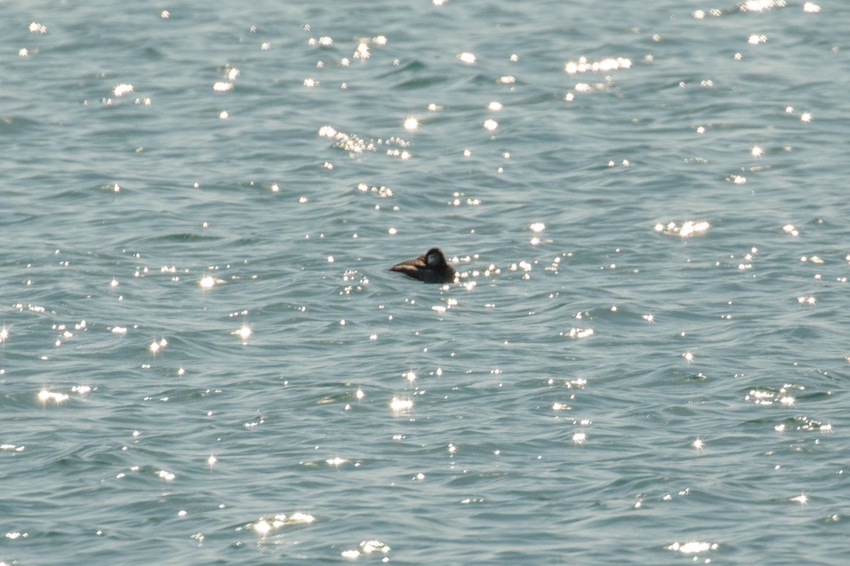 Ruddy Duck - ML314827581