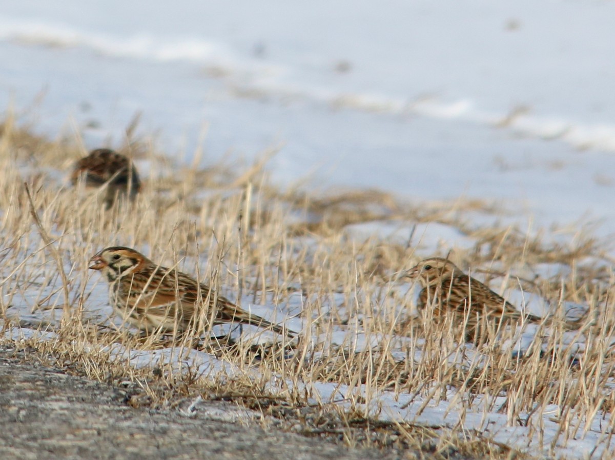 Lapland Longspur - ML314827851