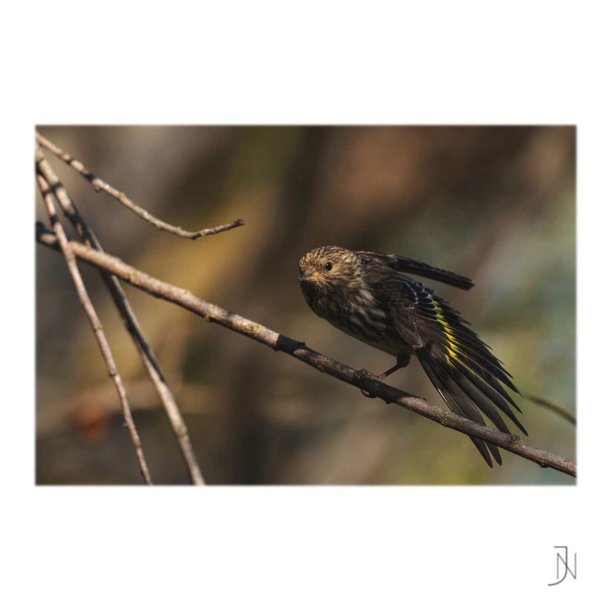 Pine Siskin - ML314829881