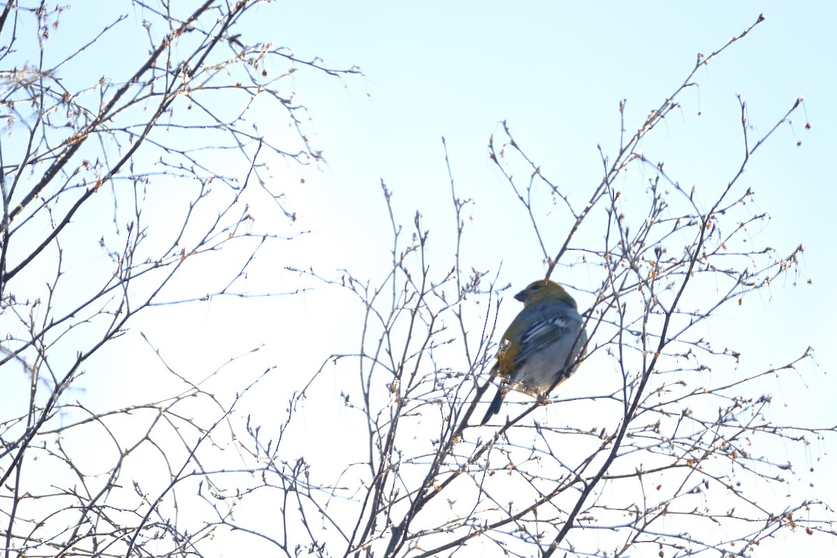 Pine Grosbeak - ML314832171