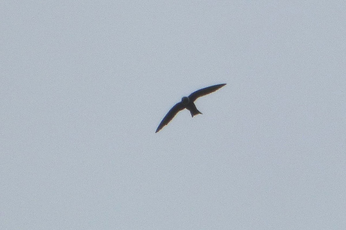 White-collared Swift - Juan Manuel Pérez de Ana