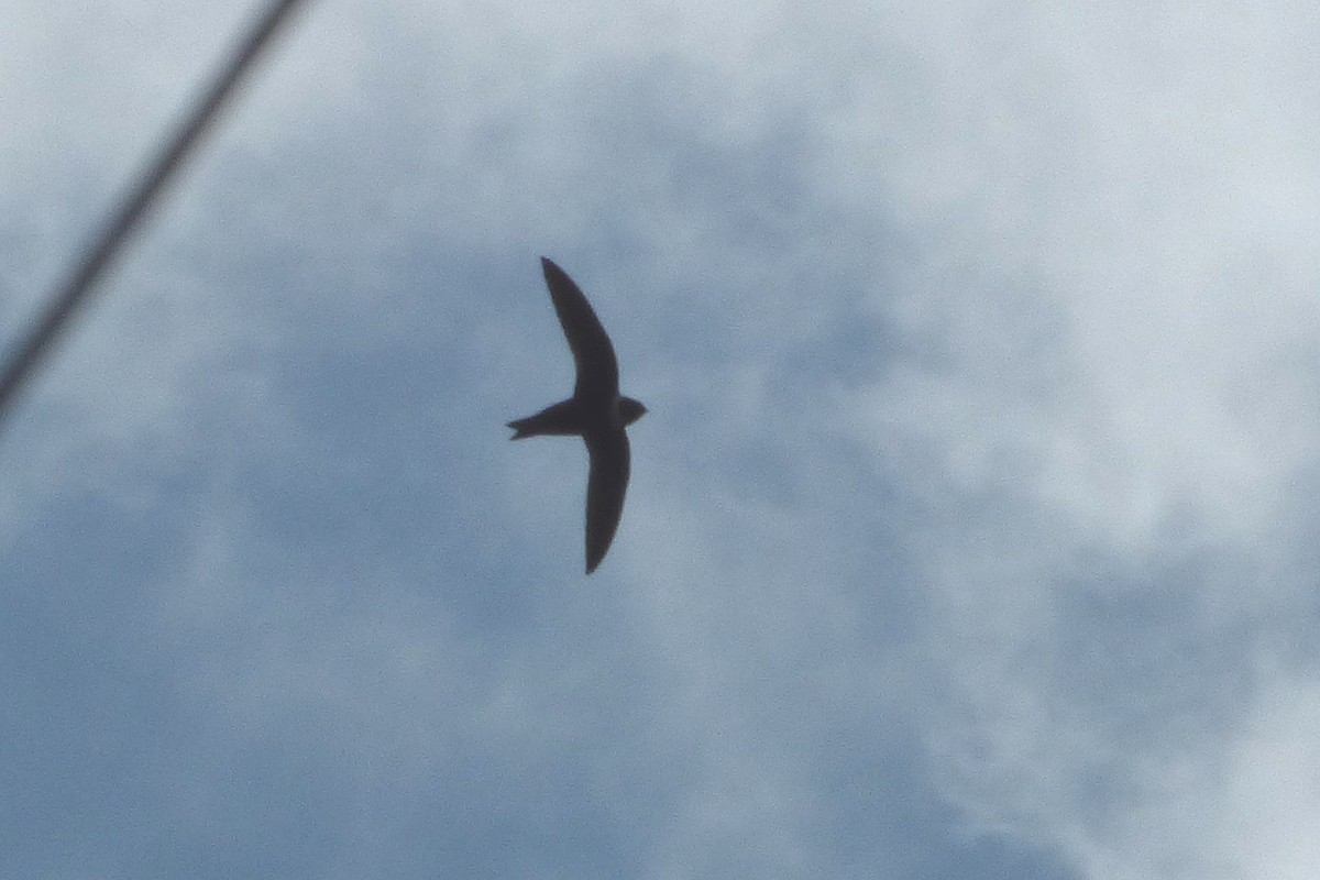 White-collared Swift - ML314833531