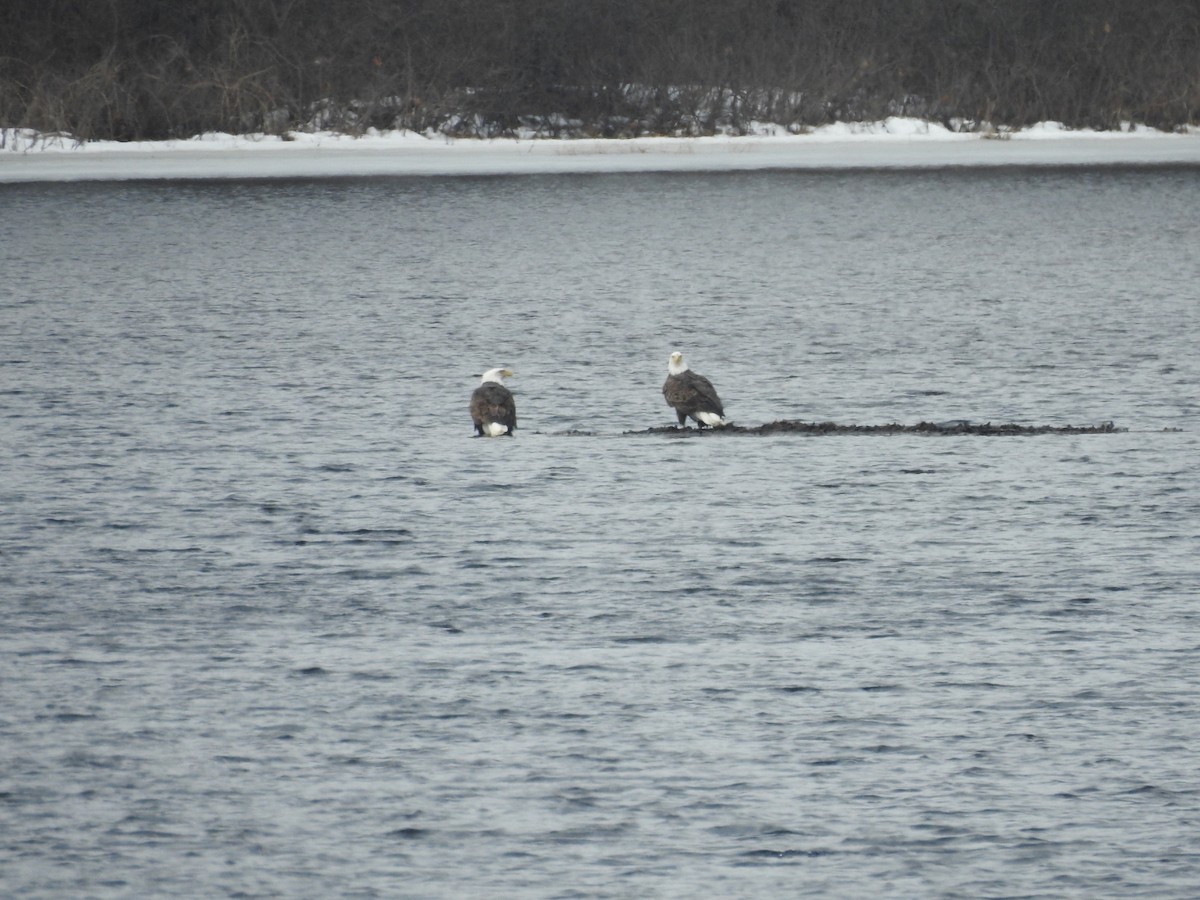 Bald Eagle - ML314833541