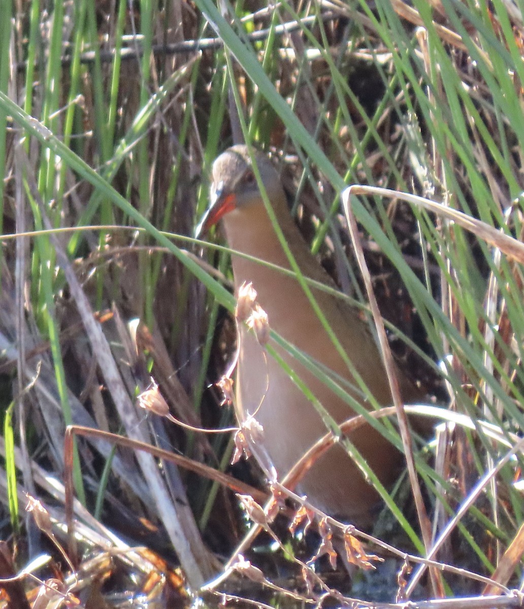 Virginia Rail - ML314834231