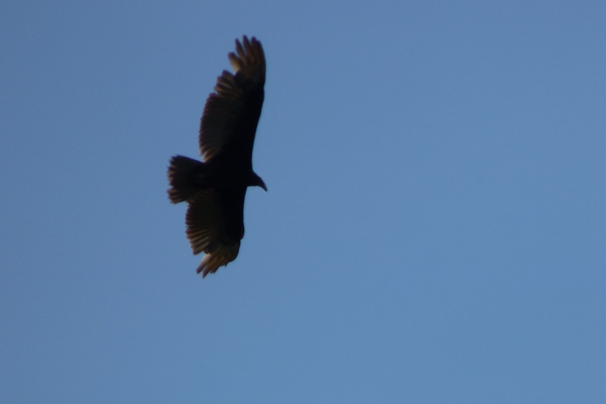 Turkey Vulture - ML314834271