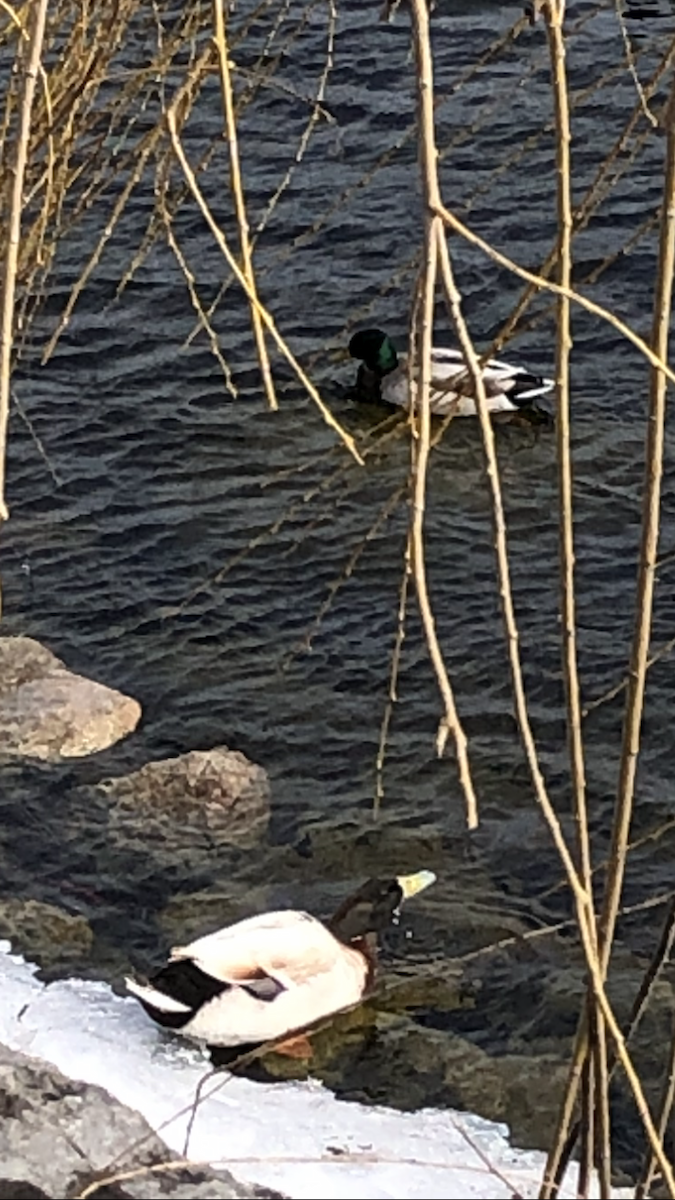 Mallard (Domestic type) - ML314834641