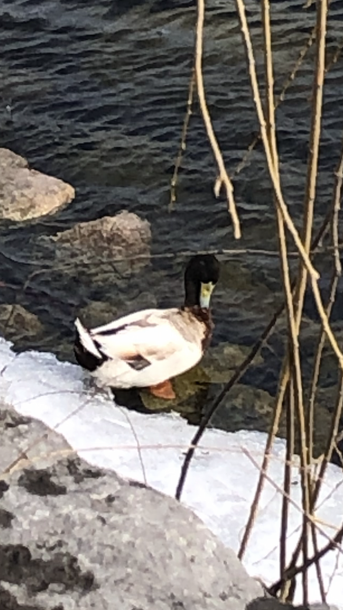 Тэжээмэл нугас - ML314834691