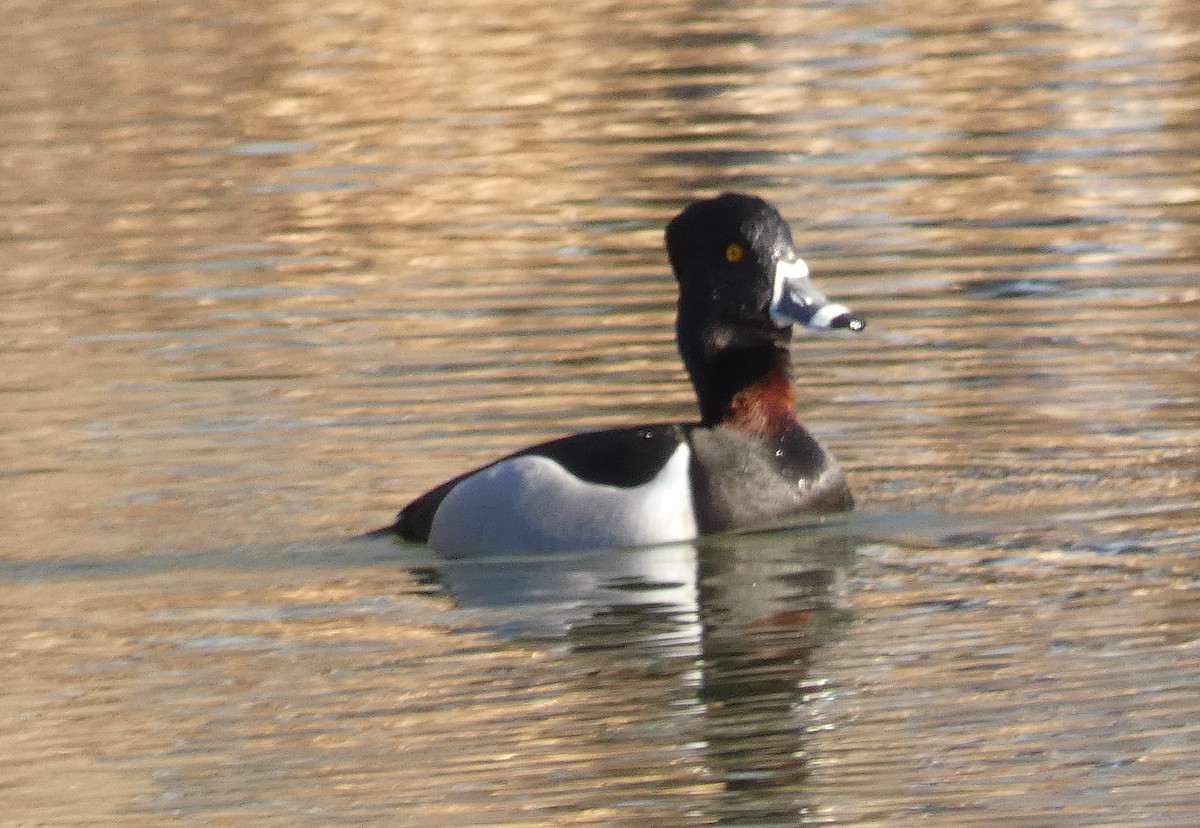 Ring-necked Duck - ML314834821