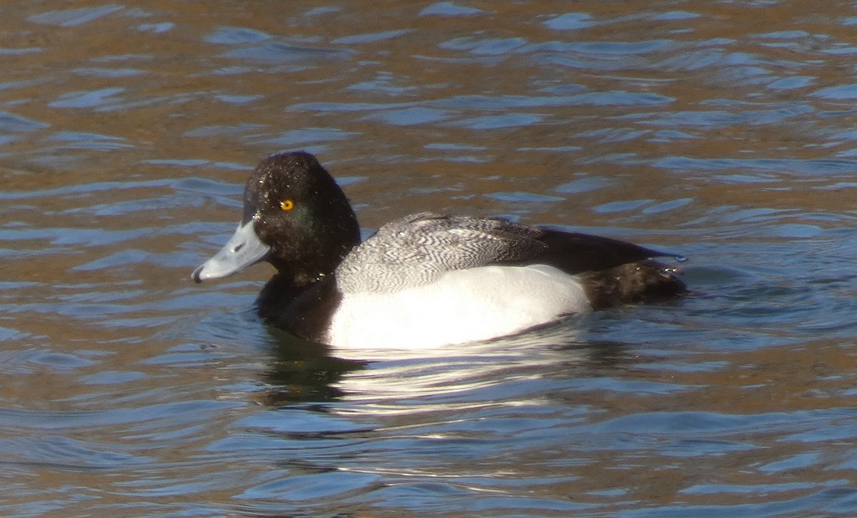 Lesser Scaup - ML314835061