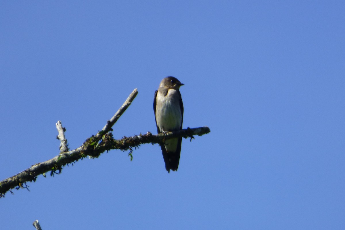Southern Rough-winged Swallow - ML314835511