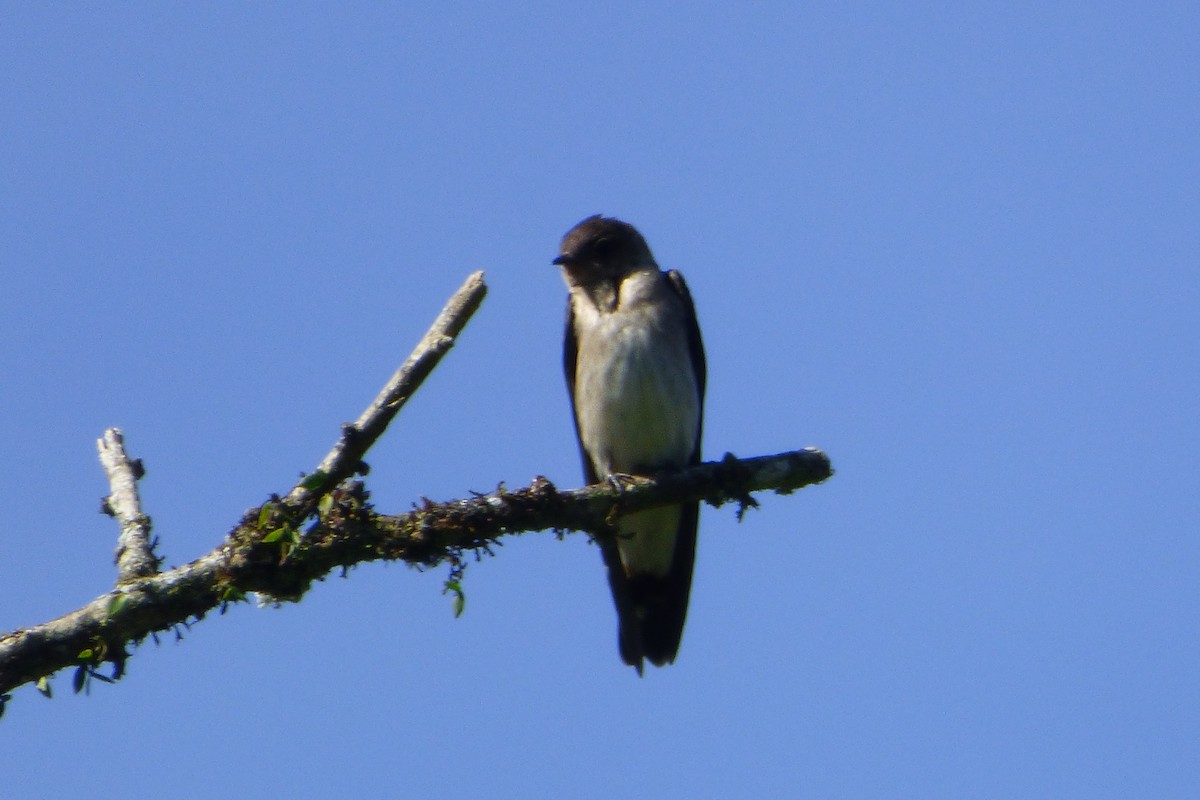Southern Rough-winged Swallow - ML314835541