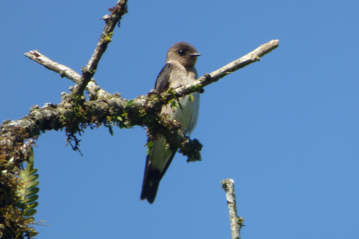Southern Rough-winged Swallow - ML314835551