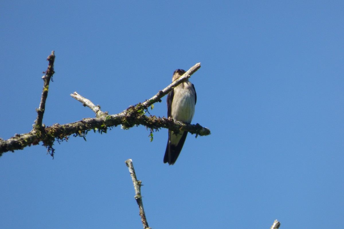 Southern Rough-winged Swallow - ML314835561