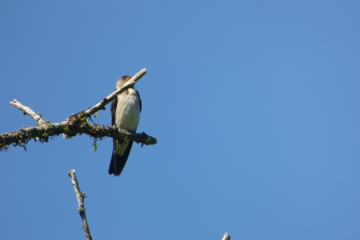 Southern Rough-winged Swallow - ML314835571
