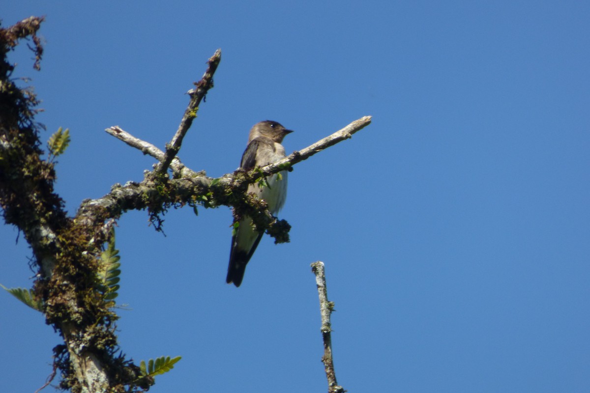 Southern Rough-winged Swallow - ML314835581