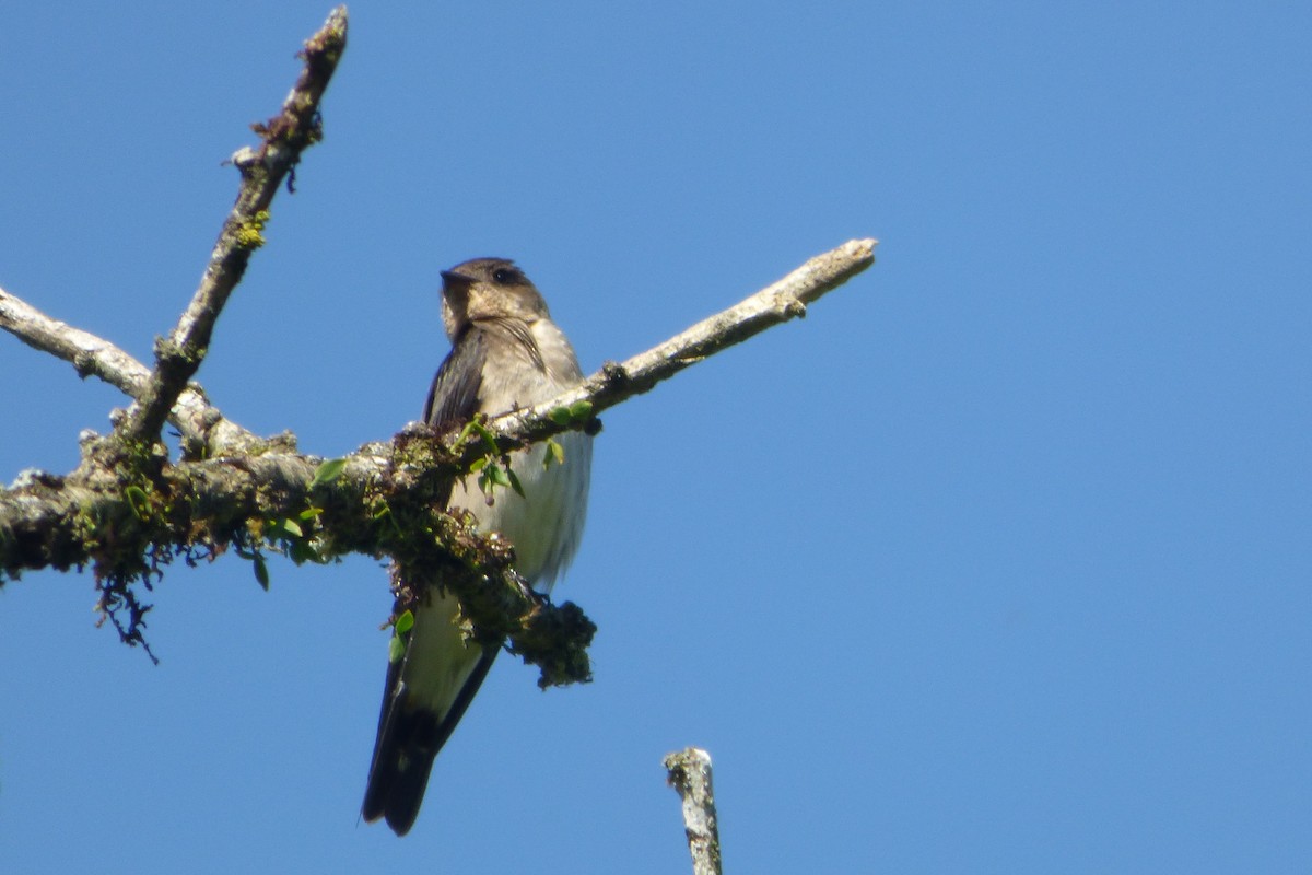 Southern Rough-winged Swallow - ML314835661