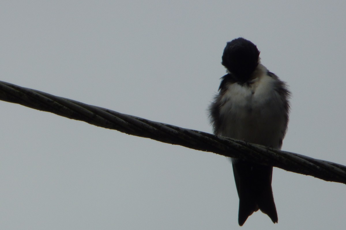 Blue-and-white Swallow (cyanoleuca) - ML314835881